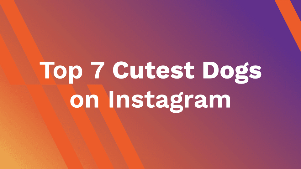 Top 5 Cutest Dogs on Instagram