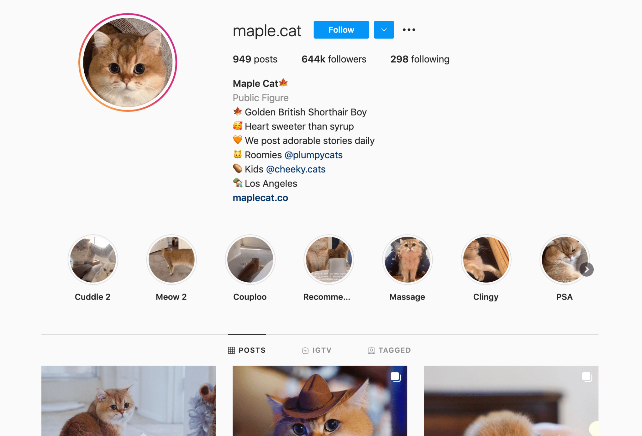 Top 10 Cutest Cat Instagram Accounts - AhaSave