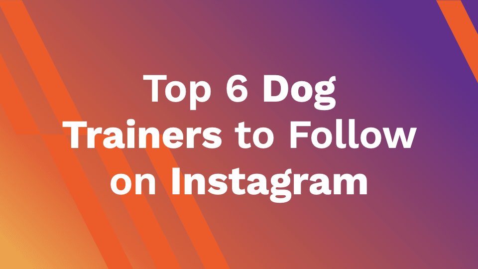 Top 6 Dog Trainers To Follow On Instagram - AhaSave